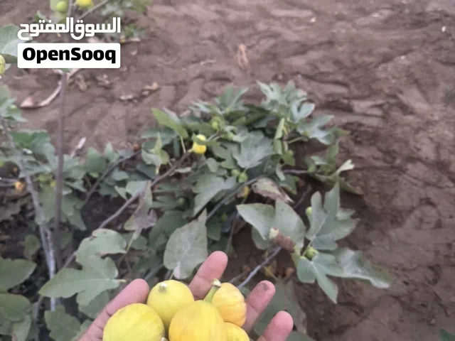 شتلات تين انواع مختلفه باسعار طيبه اشجار مكاثره عن طريق التوقيد الهوائي