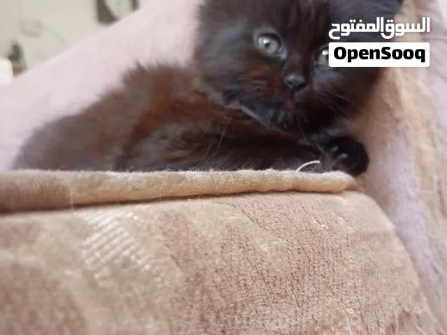 قطه مكس شانشيلا وهيملايا وسكوتش فولد