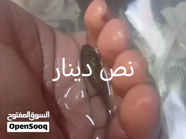 7سمكات للبيع