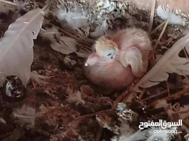 طيور حمام بكستاني مكس مع حمام بلدي مافي توصيل وا التواصل فقط عن طريق برنامج هاذا فقط رجاء