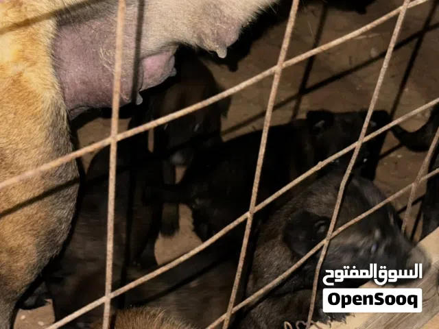 جرواي مالينوا العمر 30يوم جروي ربي ايبارك صور والام و بوهم اخر صور