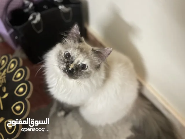 قطتين للتبني بدون مقابل مادي