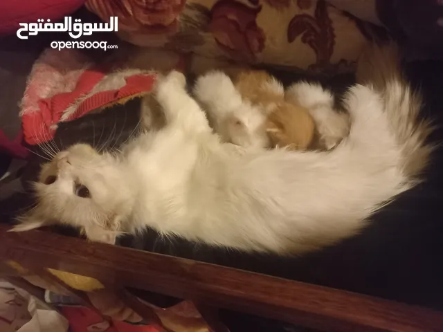 قطط للتبني