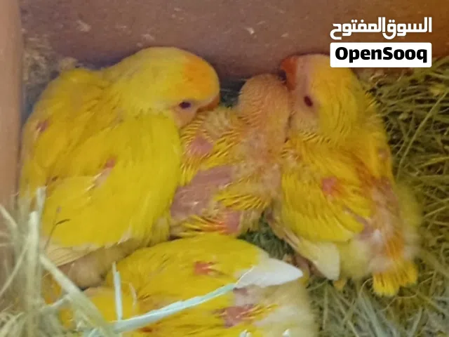 فراخ اورنج اوبلاين للزق اليدوي بيع او بدل اقرأ التفاصيل