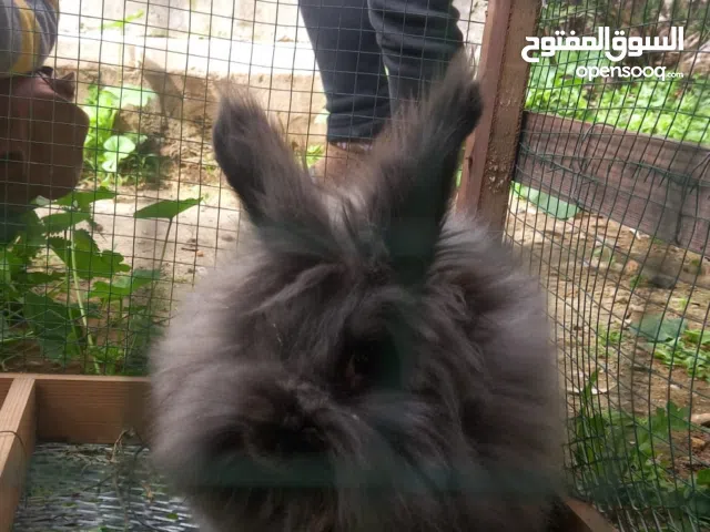 أرنب بقيمة  20دينار