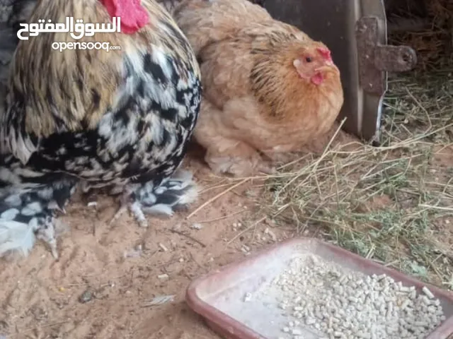 السلام عليكم متوفر دجاج استرالي درجة اولى ربي يبارك دحاي وبسعررر حررررررق