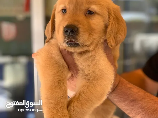 جولدن ريتريفر مميزه ومدربه