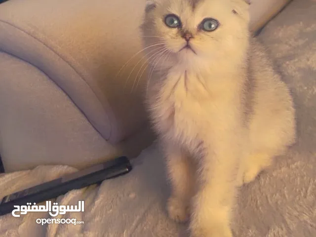 سكوتش فولد
