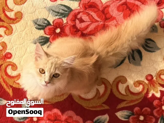 قط شيرازي جميل