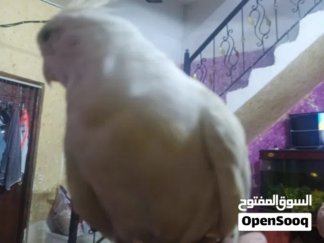 كوكتيل البينو عيون حمر اليفه سعر75