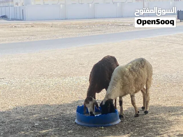 جعد هجين هندي