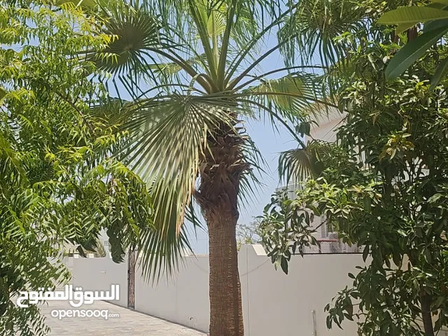 شجرة واشنطونيا