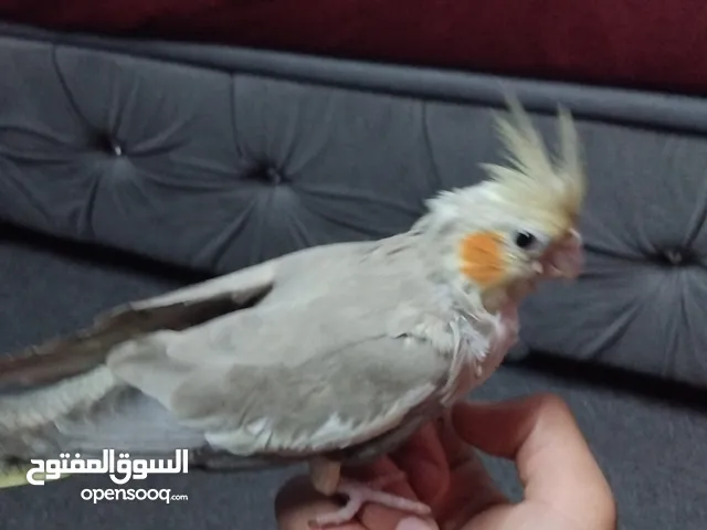 ببغاء كوكتيل حبشي