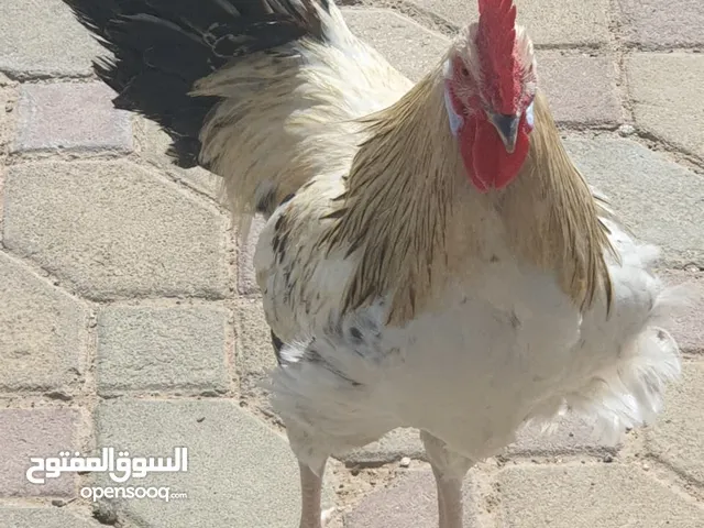 للبيع ديك فرنسي