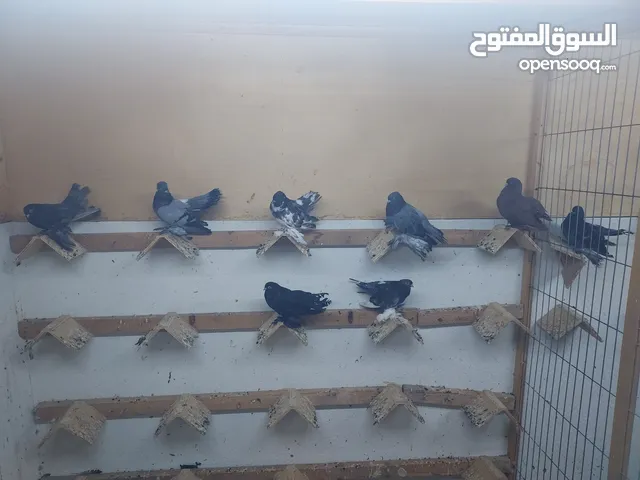 للبيع مجموعة كرنجو