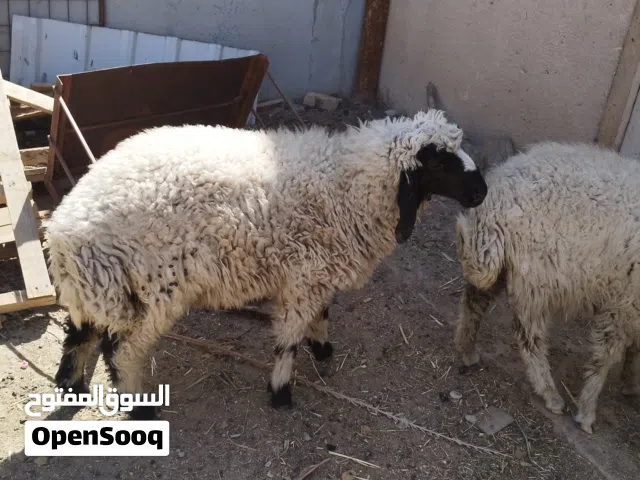 طليان اثنين ذكر ونثيه للبيع