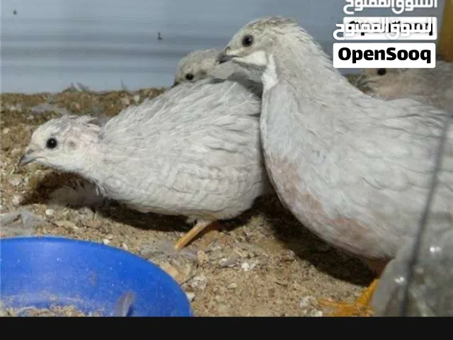 سمان صيني للبيع
