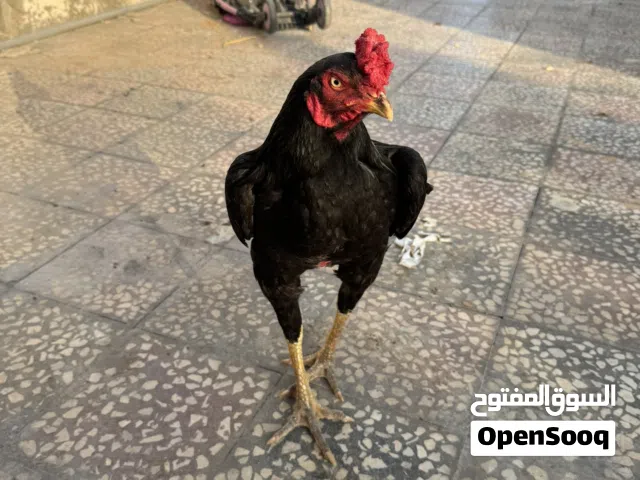 ديك باكستاني للبيع اقراء الوصف