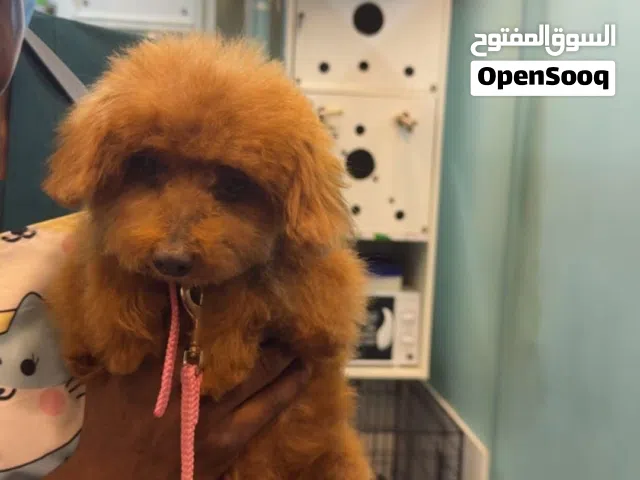 كلبت توي بودل أليف و يلعوب و حركي و مطعم