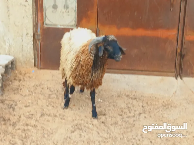 زوز خرفان وطنيات عمر 10/11شهور الله يبارك خرفان نظاف عز ماتمقرس وتشد للعيد وتد بح عقيقة