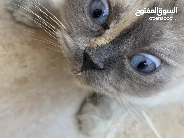 قط هملايا اعيون زرق انثى