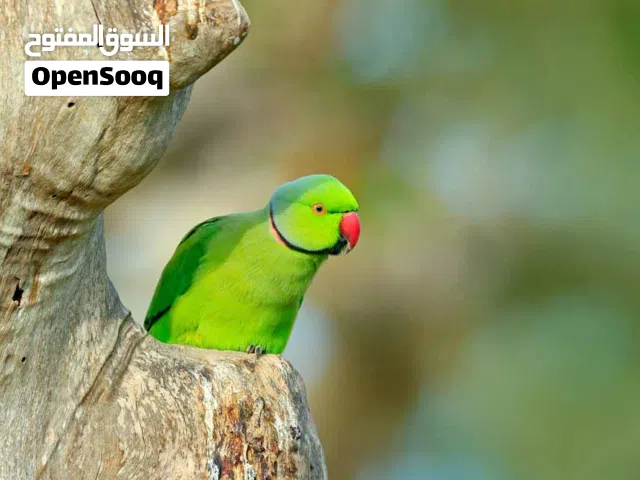 محتاج ذكر درة للتزاوج