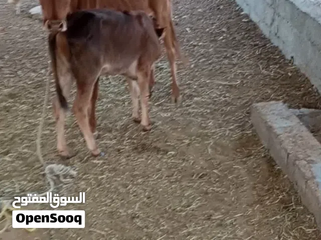 بقرة تحتها عجلة