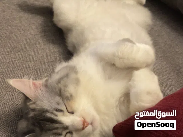 للتبني انثى شيرازي عمرها 8 سنوات احتاج بنت تخاف الله فيها وتعتني فيها وتطمني عليها في جدة
