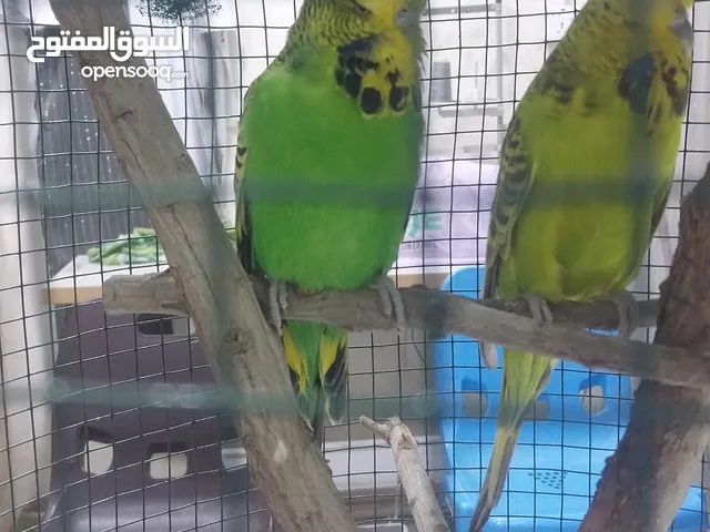 قفص حديد نضيف