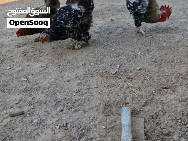 دجاجة كوبية وزو جاجات يدحو امورهن طيبه