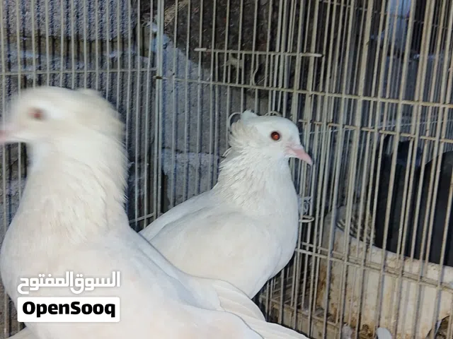 صفر للبيع بصره الزبير 4زواج بيهن زيراي