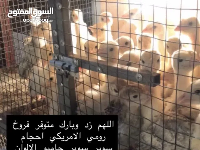 متوفر فروخ رومي والعدد مفتوح احجام سوبر سوبر جامبو امريكي