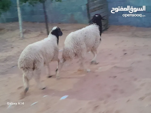 7خرفان وطنيات ربي يبارك يضحو كلهم أعمارهم من 5شهور وطالع سليمات ومحصنات