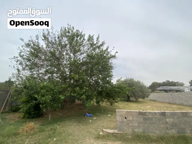 Farm Land for Sale in Tripoli Airport Road