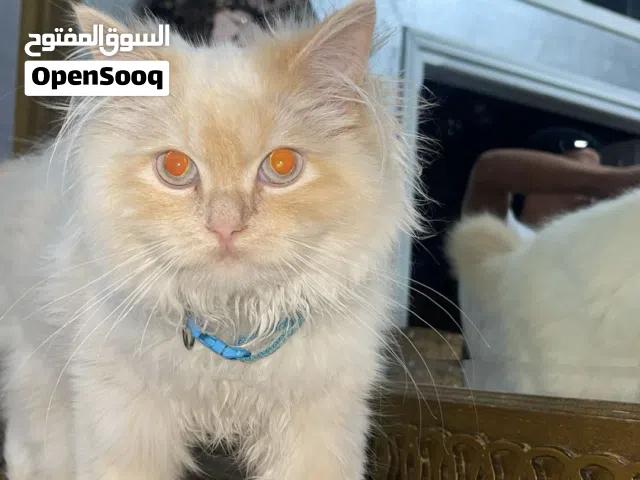 بسه للبيع في جرش يوجد توصيل