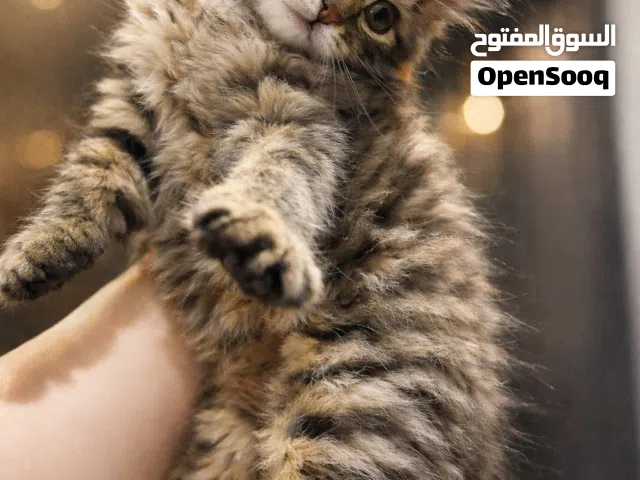 كيتن شيرازي تايغر _ذكر للبيع