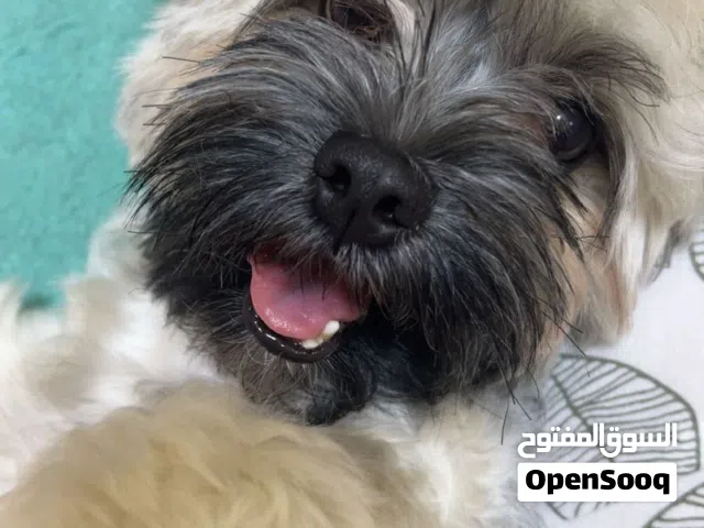 Female Havanese – Purebred, 14 Months Old