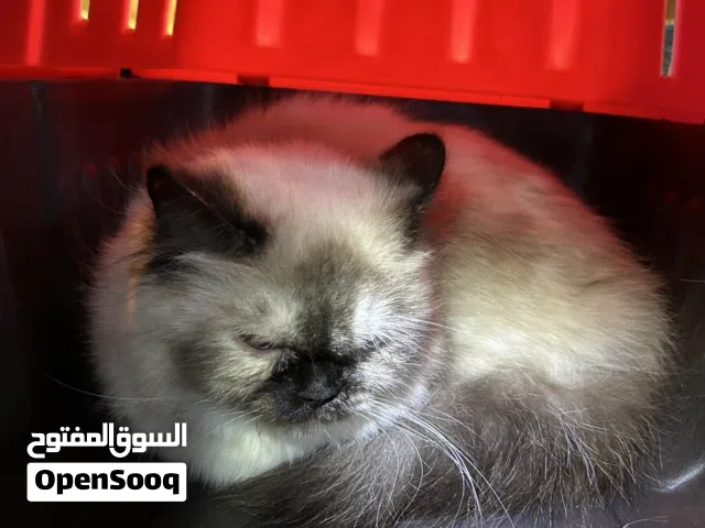 قطه هملايا عمر 4 اشهر و الحجم متوسط لونها  تشكلات شوكلت