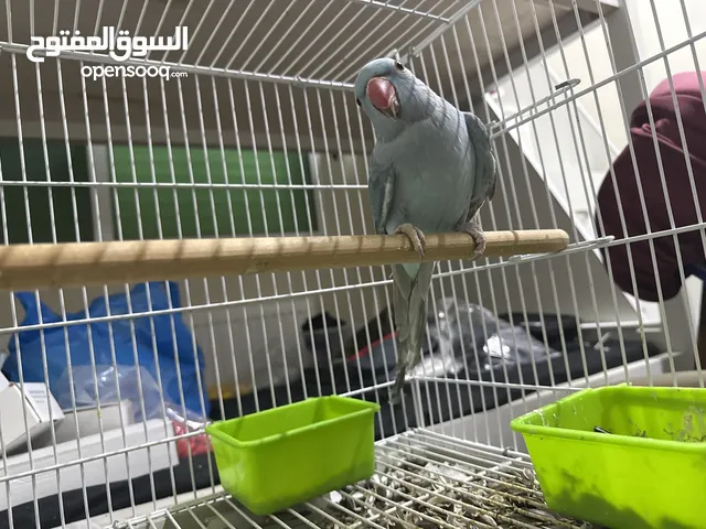دره ازرق جوز