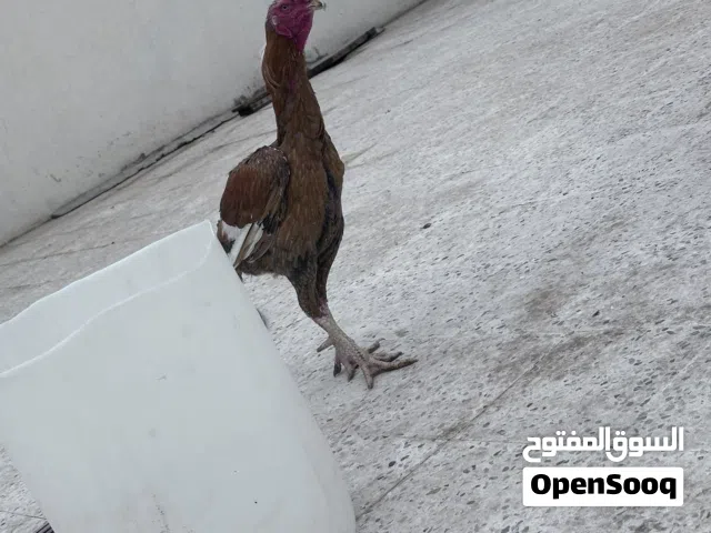 ديك باكستاني