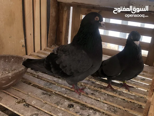 حمام رومى للبيع