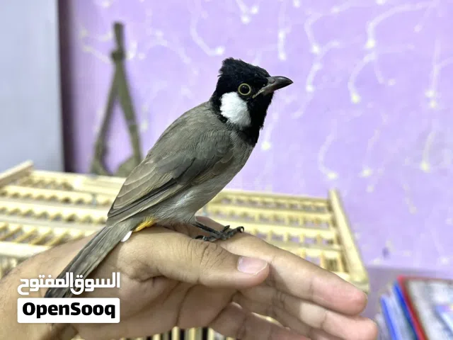 بلبل مخلف اليف طينة مع قفص بصراوي جديد / أقرا الوصف
