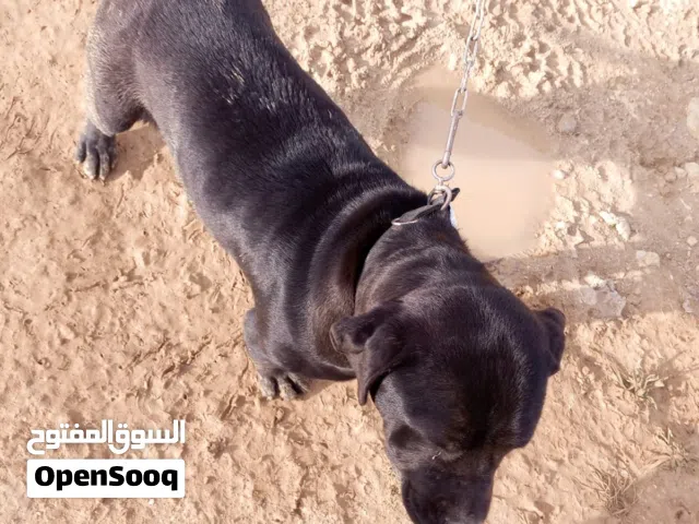 كلاب   بتبل وجيرمن للبيع