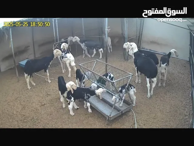 6 حمل نجديات بيور مع كبش ذو سلاله معرفه وثلاث عشر على حسب السونار وتحتهن مواليدهن