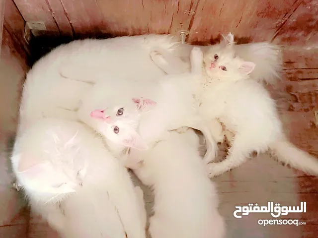 قطط صغار العمر شهرين للبيع سعره الوحده ب25