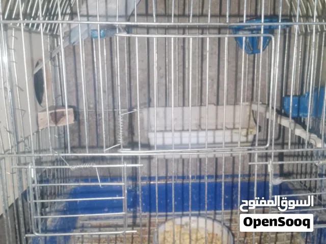 عصافير حب جوز وجوز كوكتيل  مع ابنهم مخلف كل جوز بتوخذو مع غراضو وقفصو