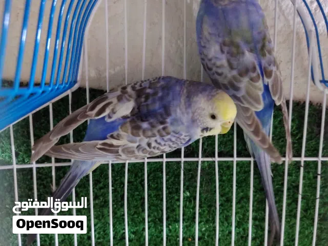 زوج ريمبو مستواى كلش حلو