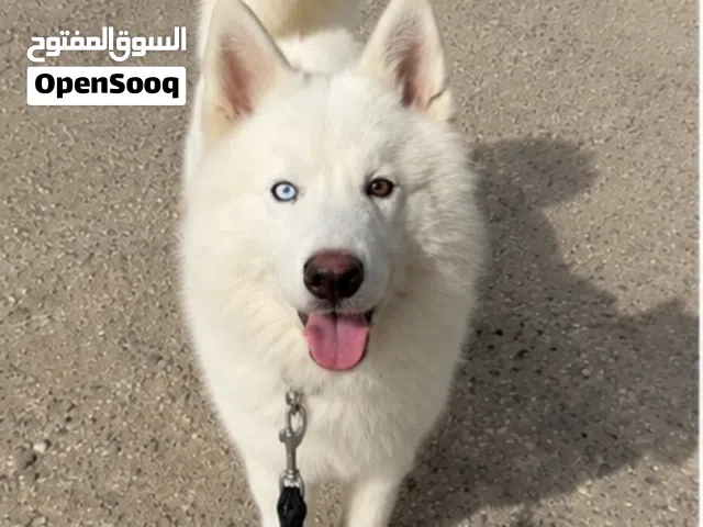 White Siberian husky male For sale