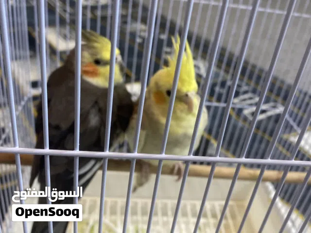 طيور كوكتيل