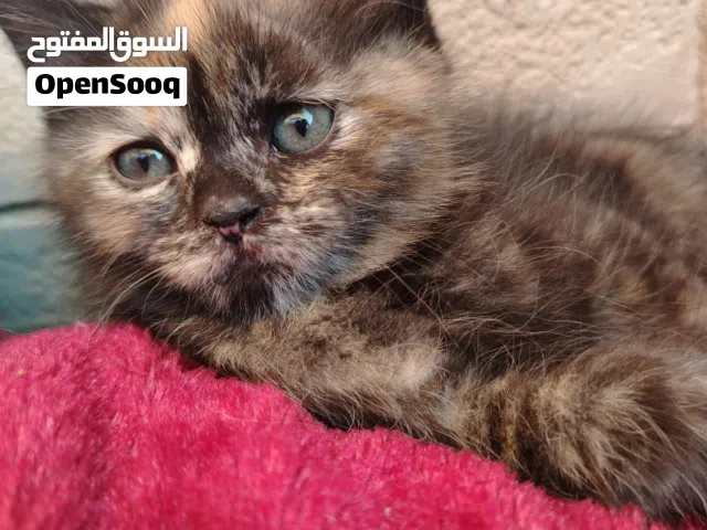 كيتن للبيع
